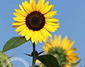 Spread the JOY - 8x10 Print, Sunflower, Blue Sky, Sunshine, Floral, Yellow, Sunflower Pictures, Bright, Vibrant, Joy, Nature Photography