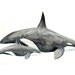 Whales - animal watercolor painting - art print