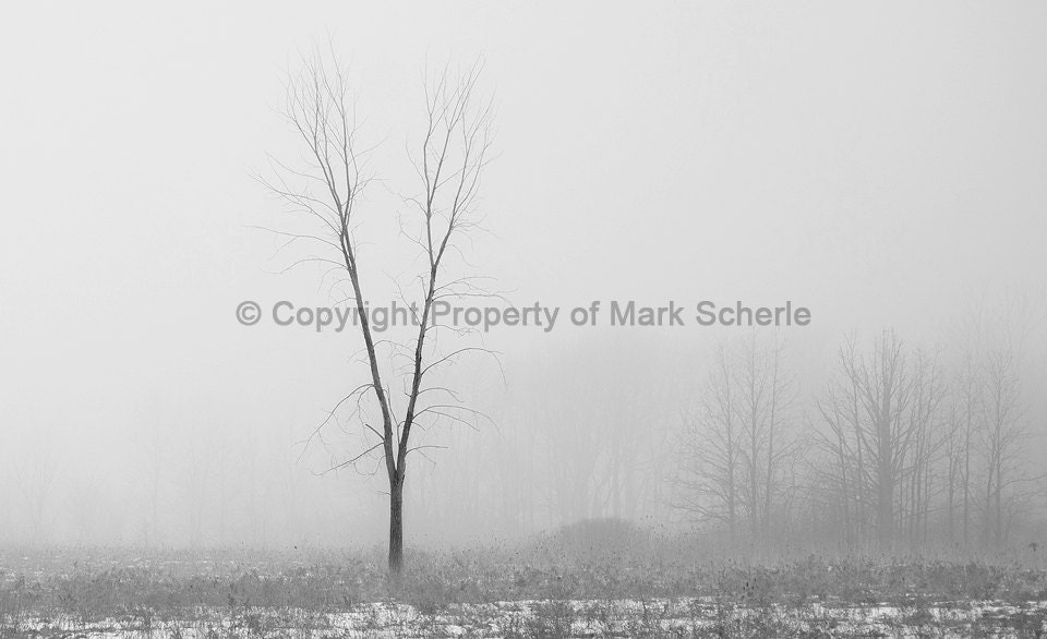 Lonely Tree In the Fog.  Monochrome 8x10 print in 11x14 custom mat.