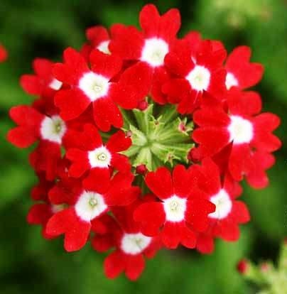 Verbena Hybrids Nana Compacta Scarlet, Heirloom Flowers Seed, red ,white,  bloom clusters that bloom non-stop from late spring until fall.