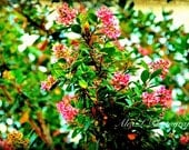 Flower Photography - pink wall art - pink green spring summer art prints floral decor fine art - 5x7 Photograph