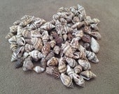 Tiny snail shells - for crafts, jewelry, decor etc