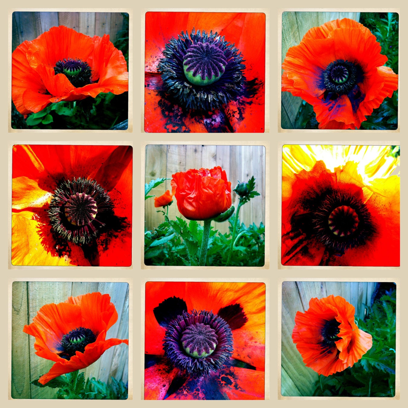 Poppy Flower 9 Photo Transfer on Hemlock Fir Wood Block Home Decor
