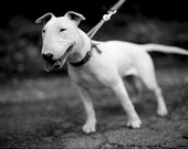 Bull Terrier photo, dogs, animals, pets, cute, black and white -8.5 x 11 Photographic Print