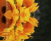 Summer Thoughts Sunflower - Yellow Floral Yellow Flower Room Decor Art 8x10 Faded