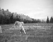 Lonely Oats, Black & White Fine Art Photography, 8x10 Print, Horse in Field