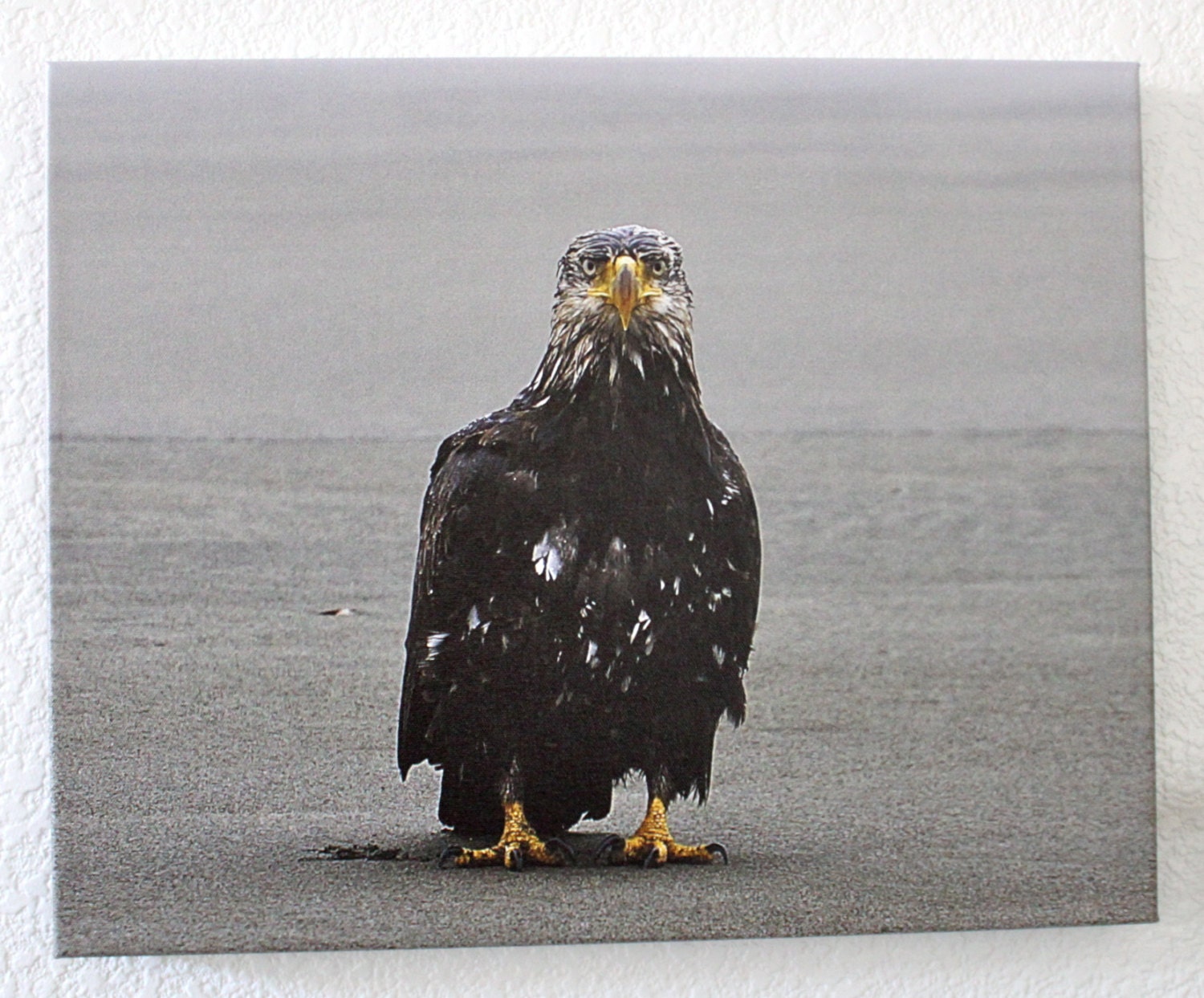 adolescent bald eagle on beach / original photograph on canvas / 16 x 20 / "tude"
