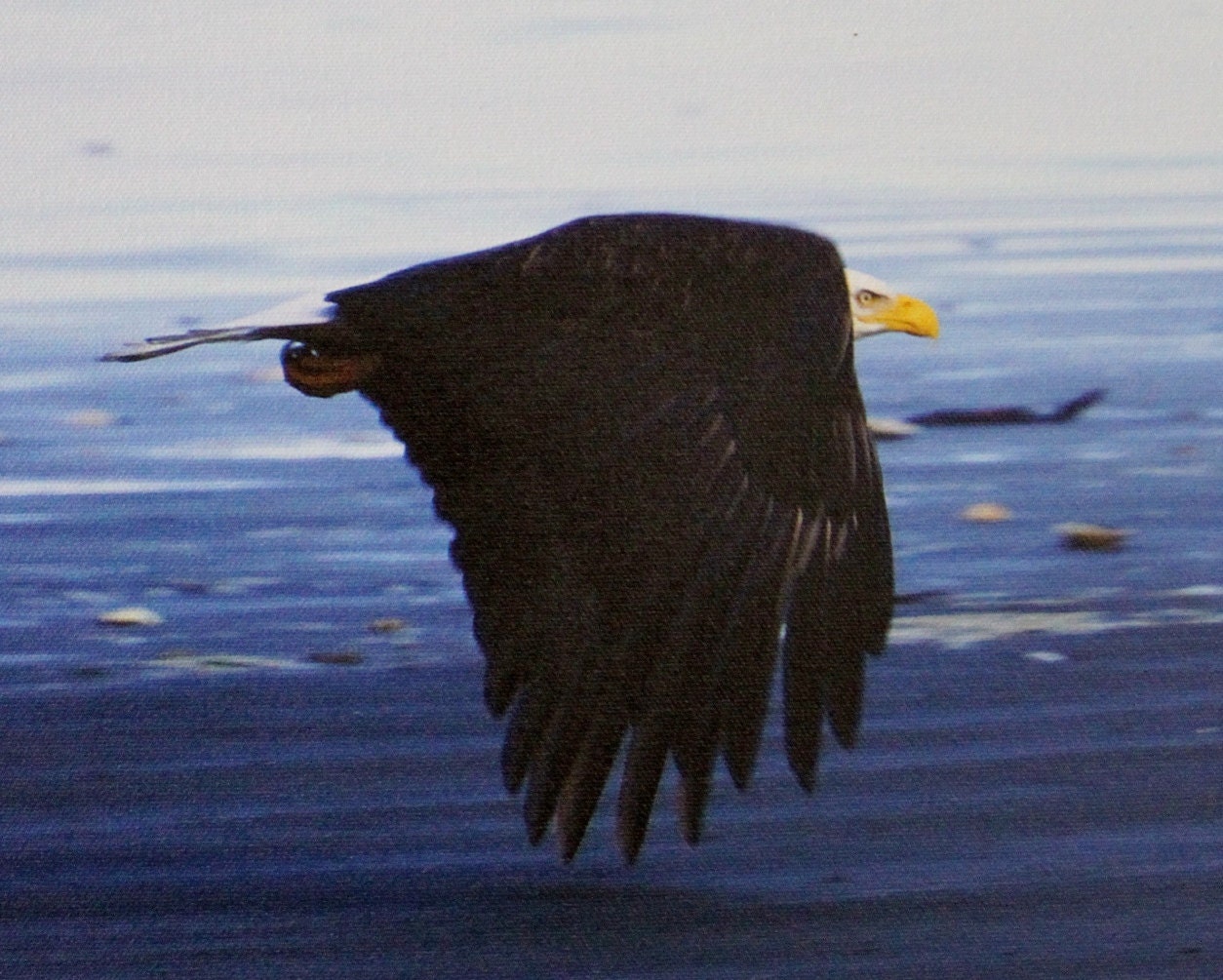 bald eagle in flight / original photograph on canvas / 16 x 20 / "Eagle 2"