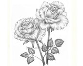 Flower Rose Drawing Print Painting Black and White 8X10