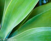 Flower Nature Photography - Plant floral palm tree green yellow leaf photograph - 8x12 Photograph "Succulent"