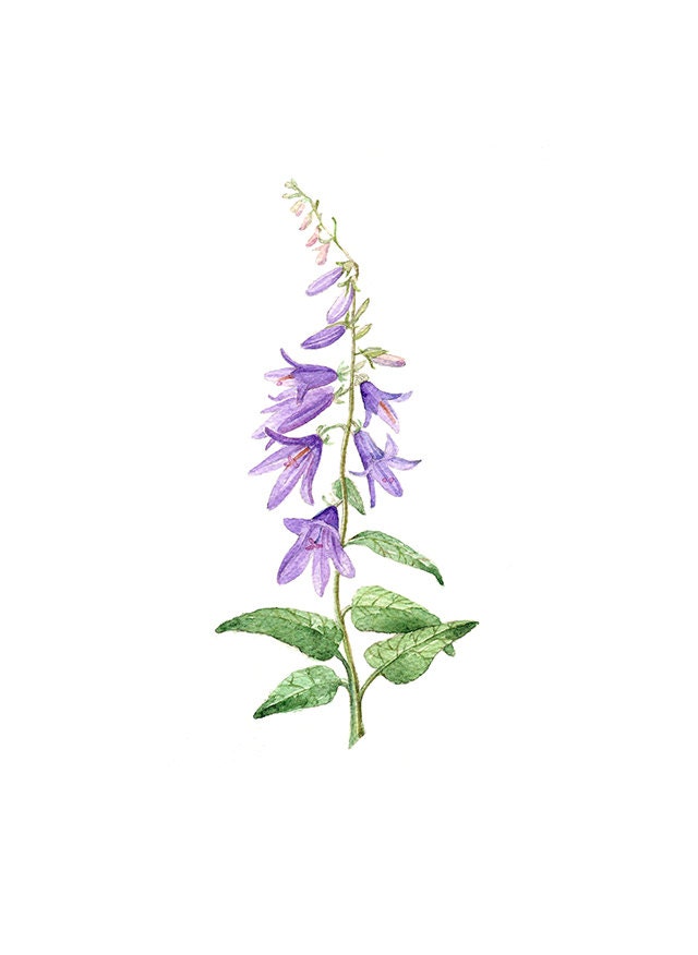 Bluebell Floral Botanical Print Illustration Watercolor Garden Spring Home Decor Lavender Purple Green Handmade
