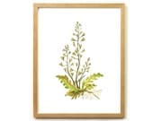Capsella Bursa Pastoris Herbal Botanical Print Illustration Watercolor Garden Spring Home Decor Green Handmade