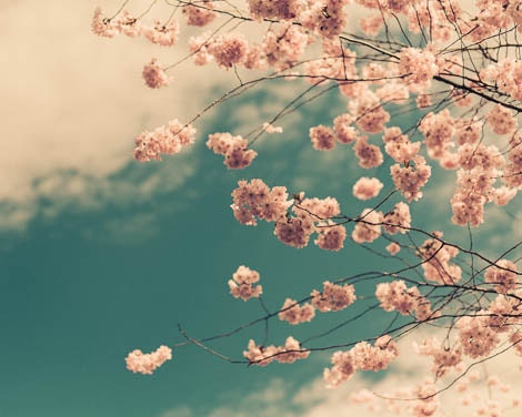 Cherry Blossom Tree Print Spring Flower Fine Art Photography Dreamy Photography Spring Photography Kitchen Decor Summer Print