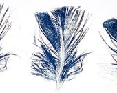 Feather printmaking, blue, feather, art, original art