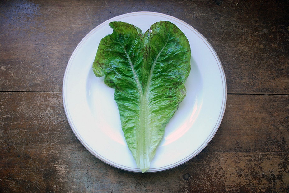 Love Lettuce Leaf - Heart Shaped Lettuce Leaf Photo Print 8 x 10