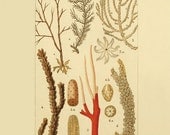 Sea Coral vintage art nautical art  Ocean art Sea beach art Antique wall decor  nature print natural history art Home decor art  8x10
