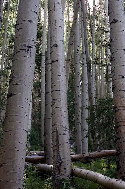 New Mexico, Taos, Nature Photography, Aspen Trees, Fine Art Print