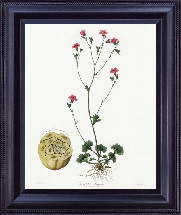 BOTANICAL 8x10 Vintage Giclee Print Antique Fine Art Painting Robert THORNTON Pink Small Flower Granulated Saxifrage Light Background