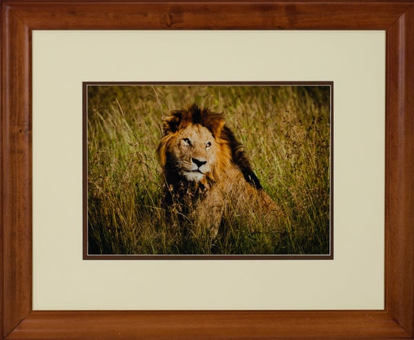 Limited Edition Fine Art Photograph - African King