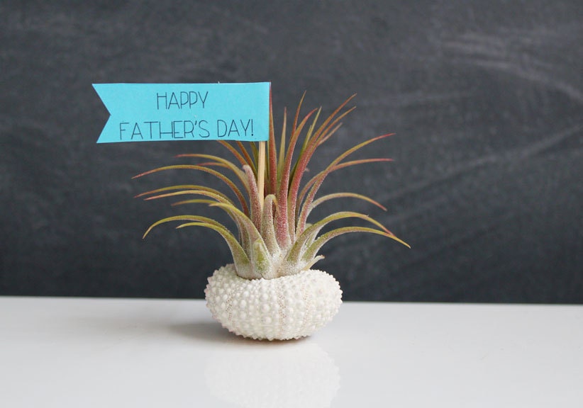 fathers day // air plant garden // by robincharlotte