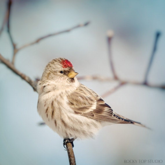 Redpoll Photo, Animal Photography, Redpoll Bird Art, Nature Photography, Wildlife Photo, Songbird, Winter Animal Art Print, Bird Photography