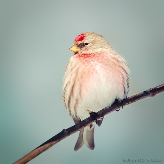 Bird Photography Print, Redpoll Photo, Animal Photography, Winter Bird Print, Songbird Art, Fine Art Nature Photography, Wildlife Photo