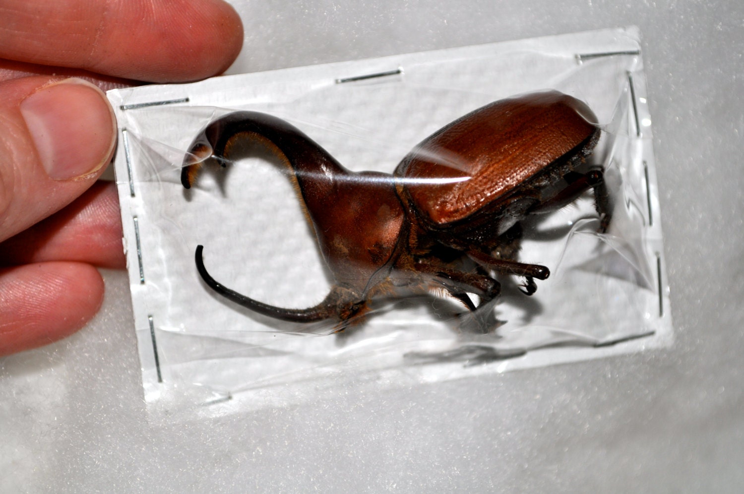 OVERSTOCK: Big Beetles, Golofa claviger males Two-Horned Rhinoceros Beetle