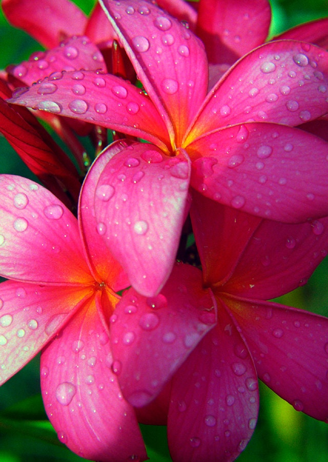 Deep Pink Plumeria Flower Photography Frangipani in Hawaiian Rain Fine Art Photograph Exotic Flower Nature Photography - Gift For Her