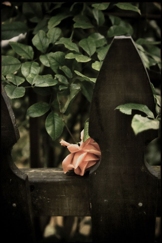 Blush - Rose - Flower - Nature Photography - Original Fine Art Photography