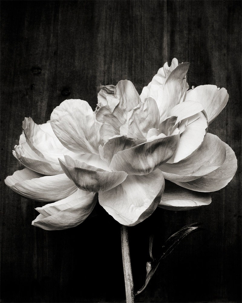 Botanical Black and White No. 5793