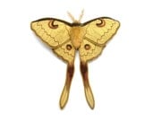 Isis Moth Brooch- Your Choice of Headband, Clip, or Brooch- An Embroidered Fascinator- Maize Yellow