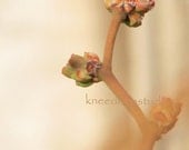 Blueberry Buds photograph 8x10 original fine art print soft spring beige peach wall decor