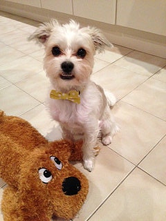 Yellow and White Polka Dot Bow Tie Collar FOR Small Dogs