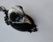 Taxidermy Javan Owl Skull Cameo Necklace