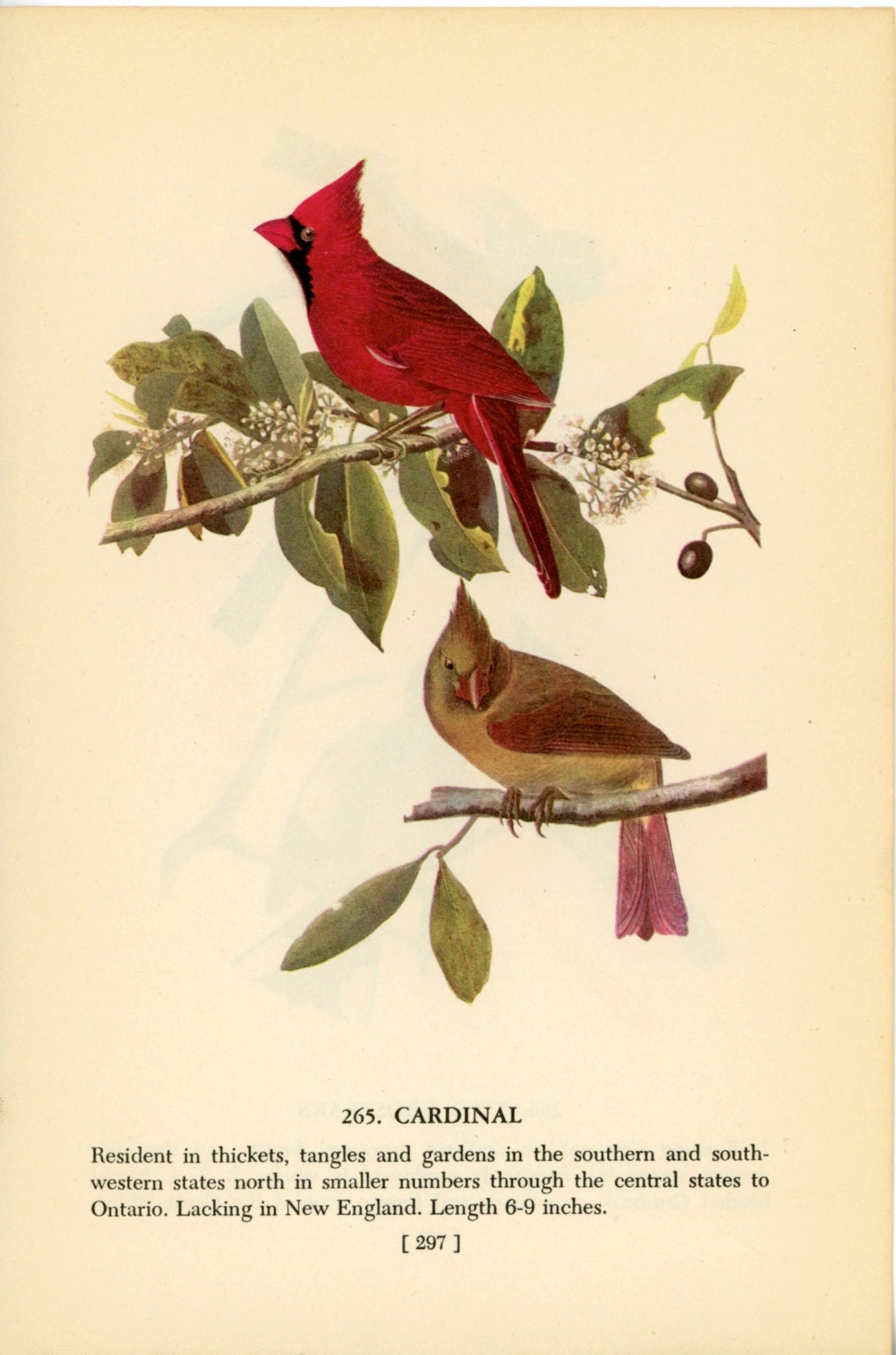 1950 cardinal original vintage bird print - with grosbeaks on reverse side