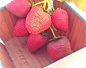 Vintage Strawberry Floral Pick