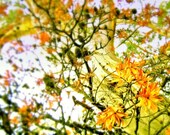 Magic Tree - 5x7 Japanese Flower Pattern Nature Scenery Photography Print - Gorgeous Floral Gift