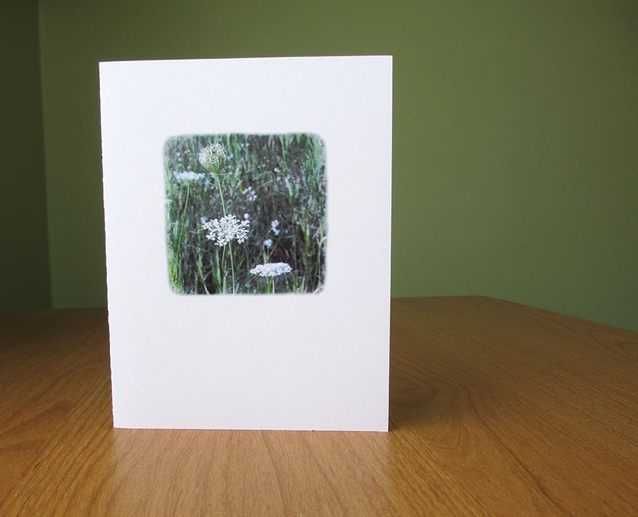 Nature photo card // Queen Ann's lace wildflower photo note card
