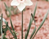 Spring daffodil Photography flower white happy cheerful blossom easter bulb yellow orange I'll follow the sun 8x11 fine art photo