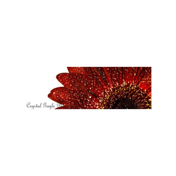 Floral Laminated Bookmarks White Daisy Crimson Gerber Daisy Easter Basket Gifts