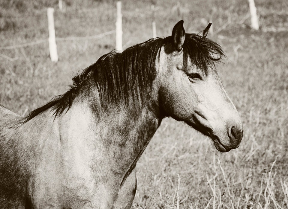 Equine Photograph in Black and White, Horse Photography, Western Photos, 8x12 Full Frame