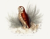 1870 Antique Victorian BARN OWL print By BUFFON, nice original antique print