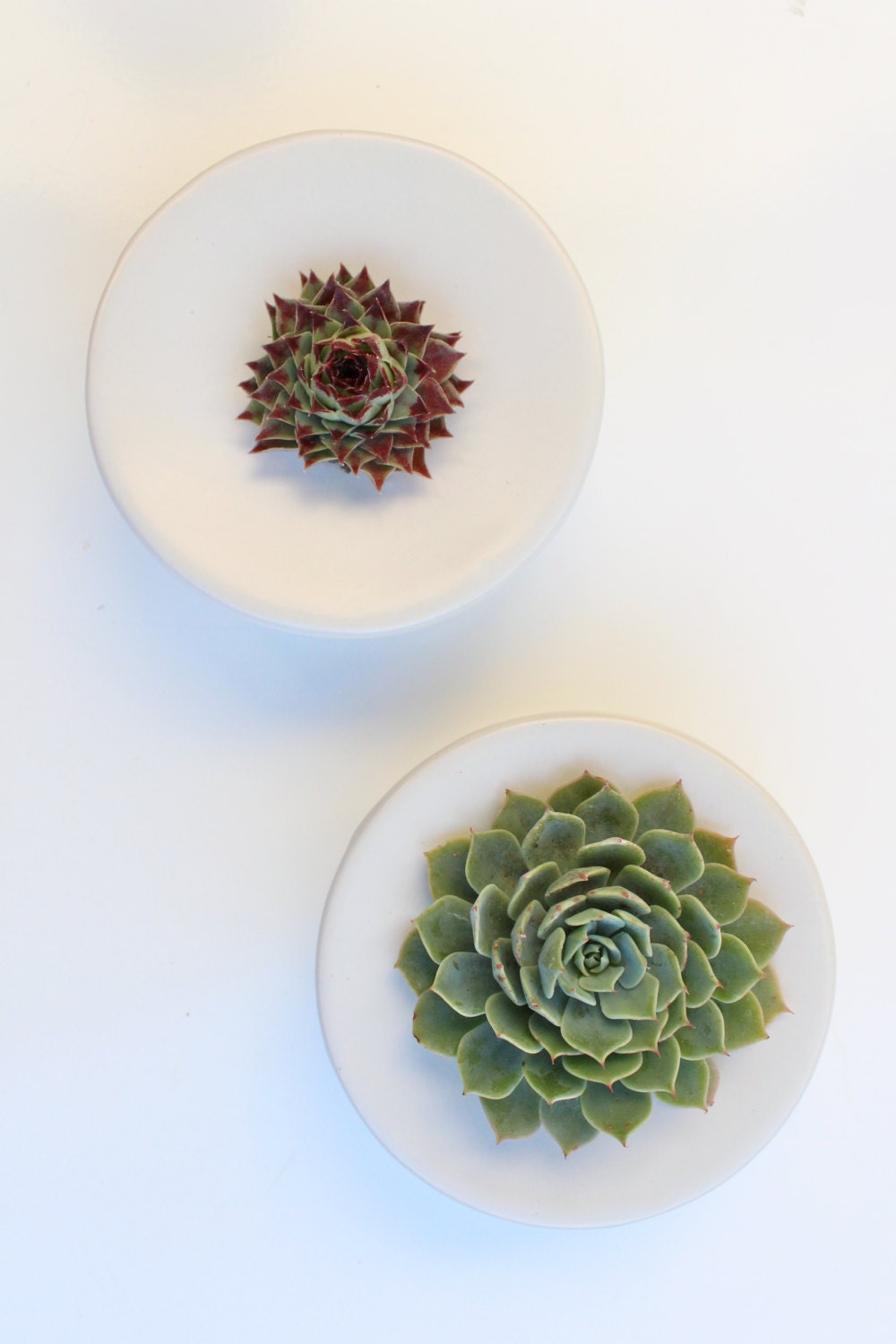 Succulent Pod