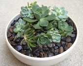 gift garden home decor Handmade ceramic succulent planter garden in white walnut spice