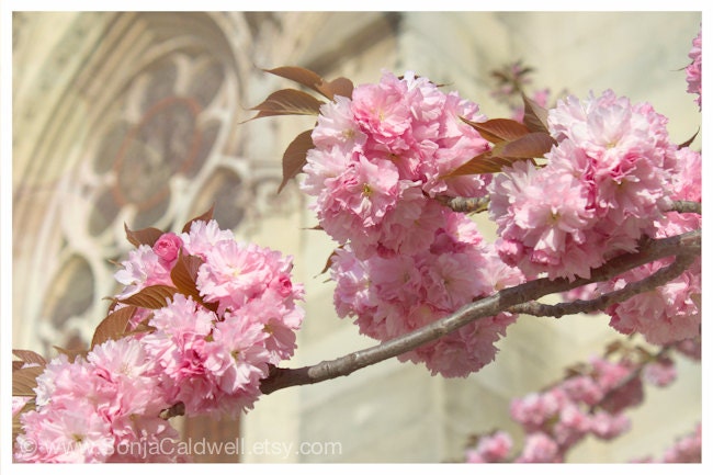 Cherry Blossoms - April in Paris, Notre Dame cathedral, pink, cream, floral decor - 8" x 12" Original Fine Art Photograph