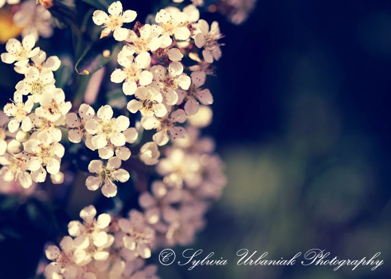 Flower Photography Nature photograph spring flower photo wall art white  emerald  pastels romantic 4x4 Fine Art Photography Print