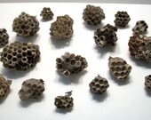 Large Lot of Red Wasp Nests