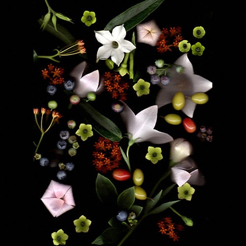 July Garden Tapestry Photograph 11 x 14