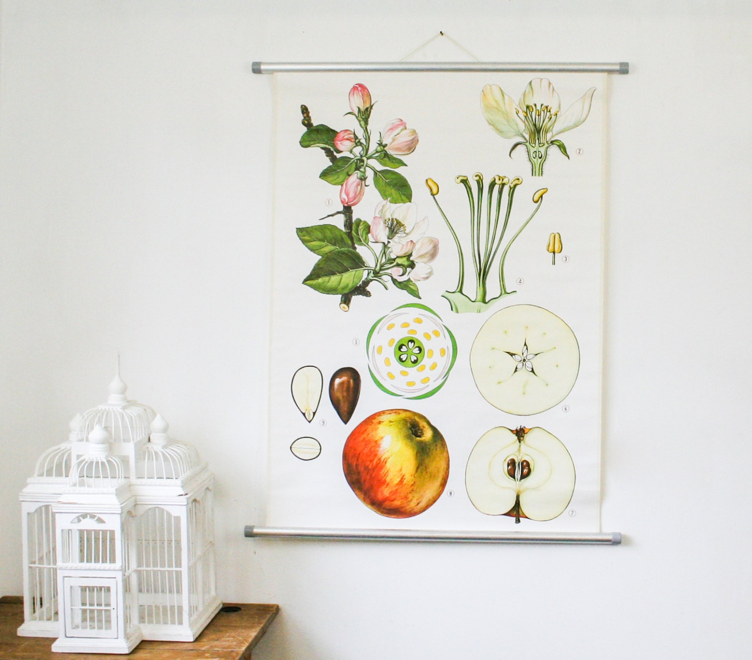 Vintage White Botanical Chart, Apple Tree,  Botanical Wall Hanging