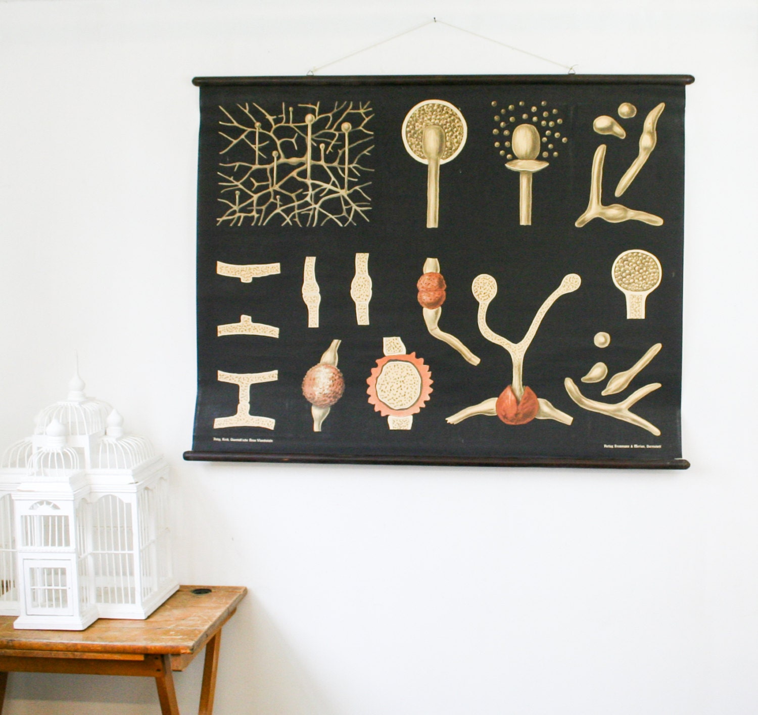 Vintage Botanical School Chart, Fungus, German Educational Chart